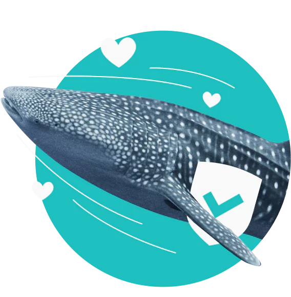 A whale shark surrounded by three hearts with a checkmarked shield under its fin.